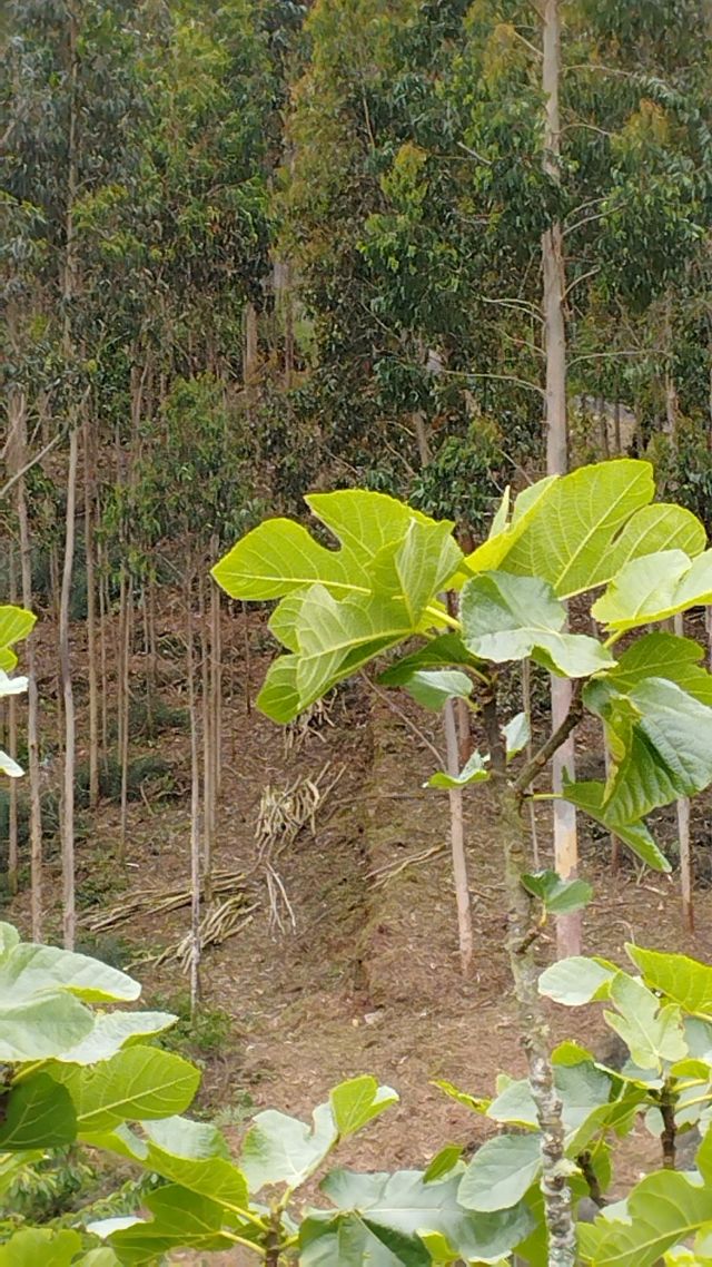 Se hacen trabajos de limpieza con desbrozadora