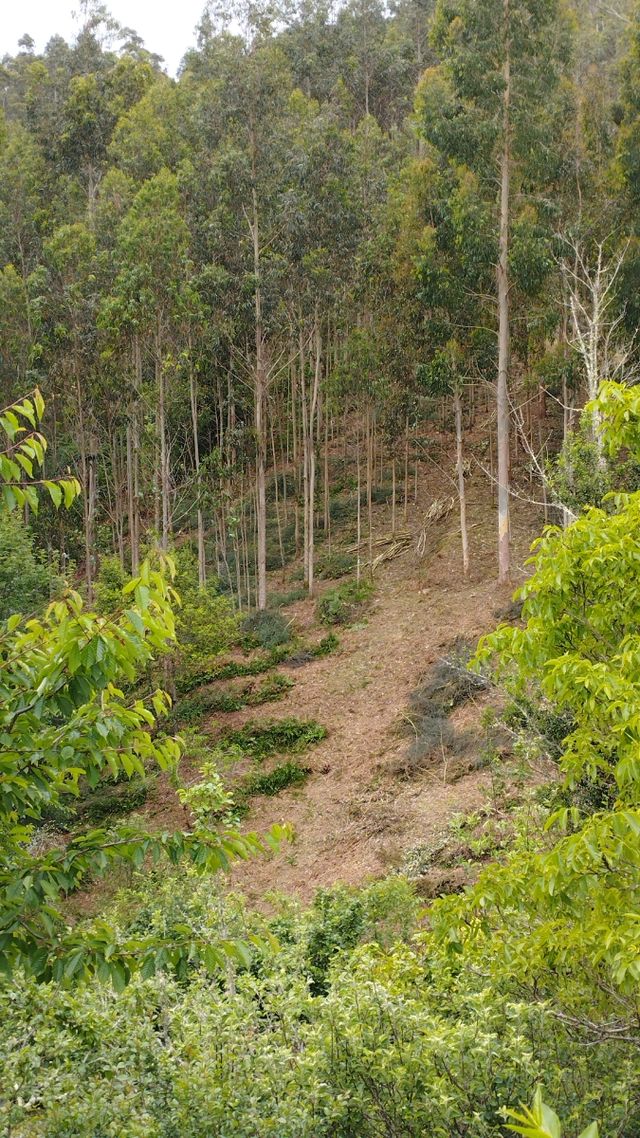 Se hacen trabajos de limpieza con desbrozadora