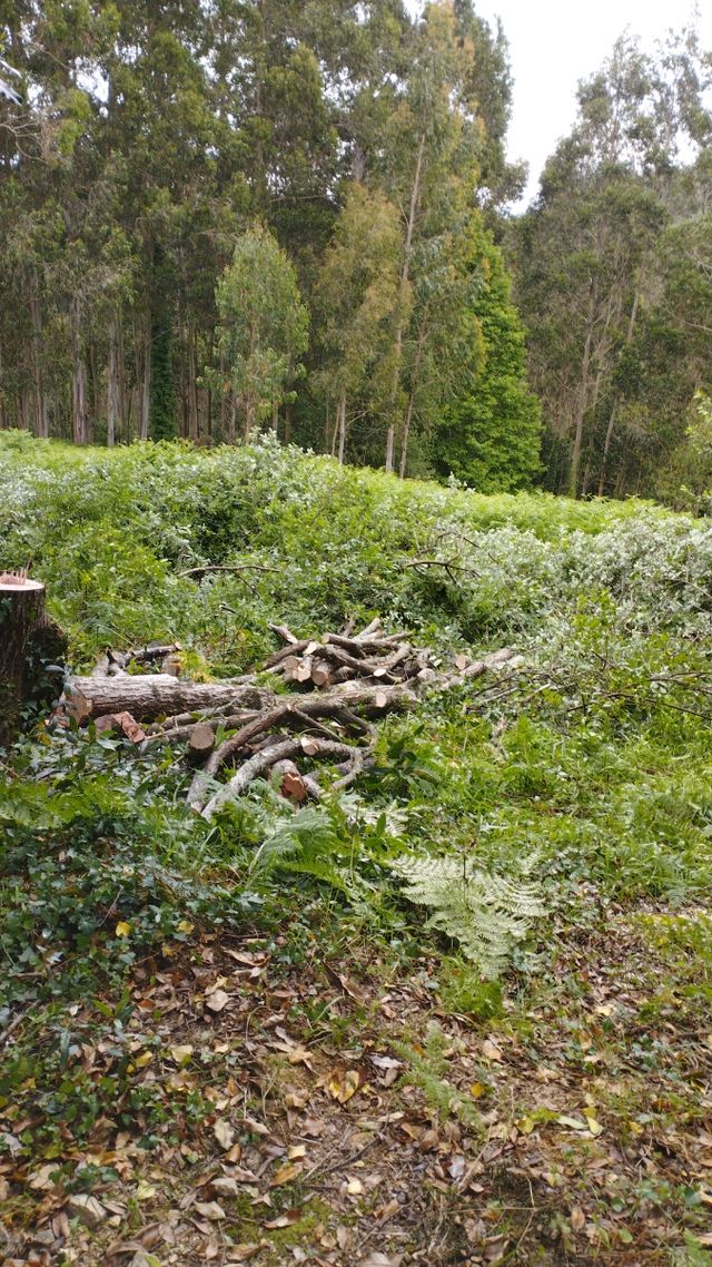 Se hacen trabajos de limpieza con desbrozadora