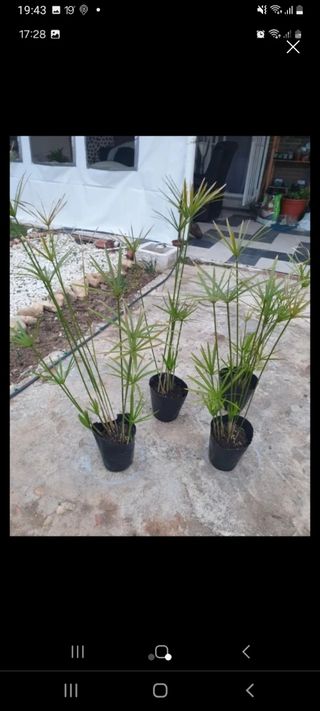 Papiros de estanque.