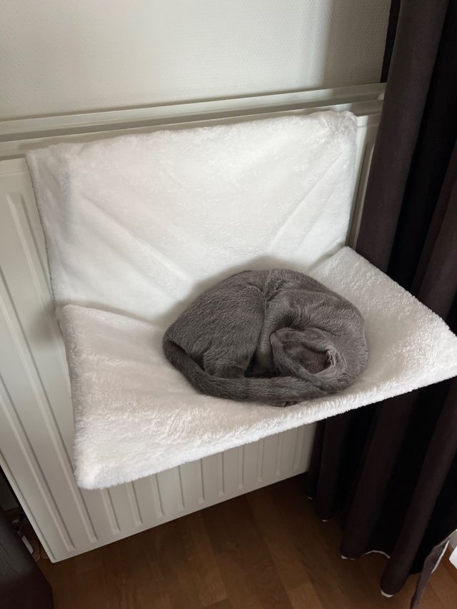 Hamaca gato radiador