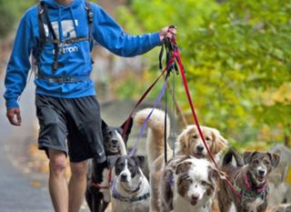 Paseador de Perros