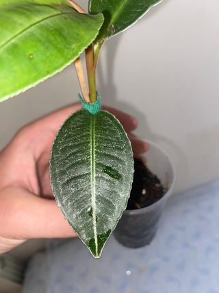 Planta terrario Labisia green dream