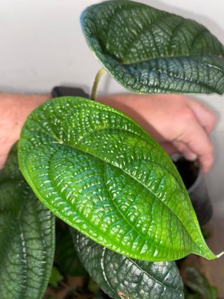 Piper parmatum con inflorescencias