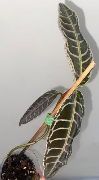 Planta Emblemantha urnulata fluo pink