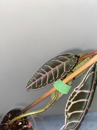 Planta Emblemantha urnulata fluo pink