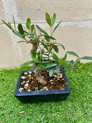 Bonsai Olivo