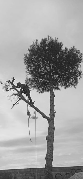 Poda de palmeras y arbolado