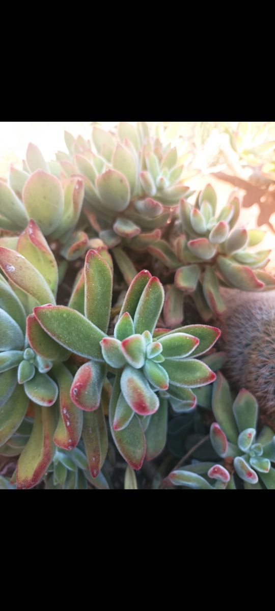Echeveria pulvinata frosty