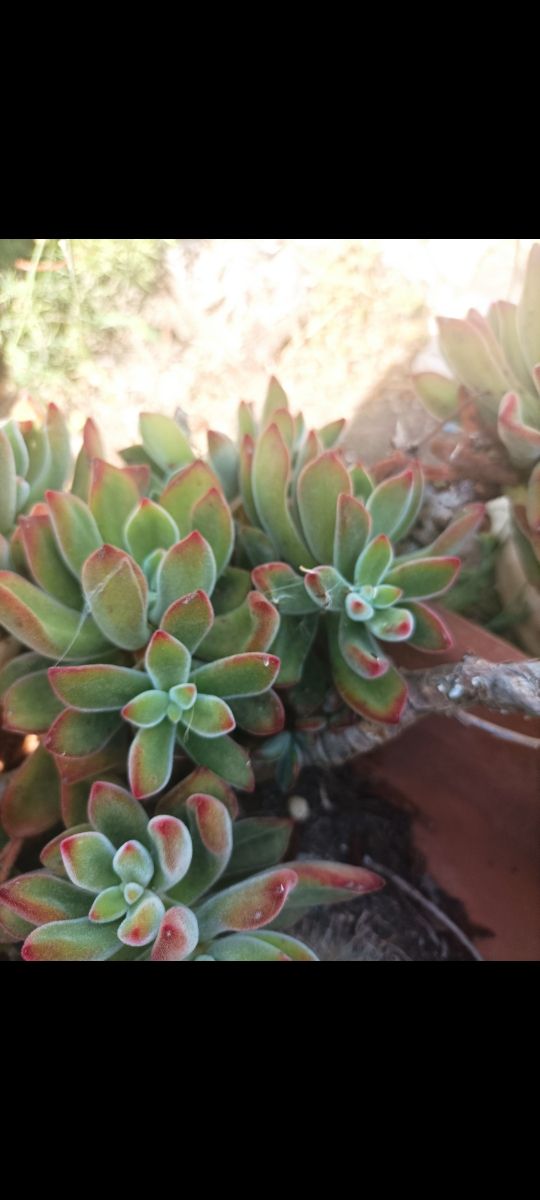 Echeveria pulvinata frosty