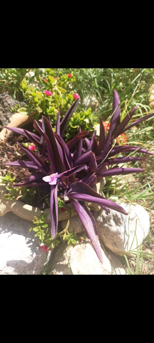 Tante talee di Tradescantia pallida purpurea