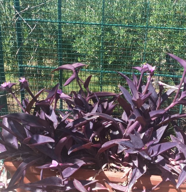 Tante talee di Tradescantia pallida purpurea