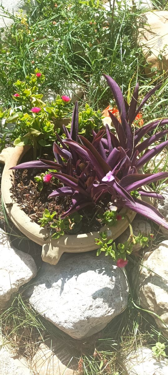 Tante talee di Tradescantia pallida purpurea