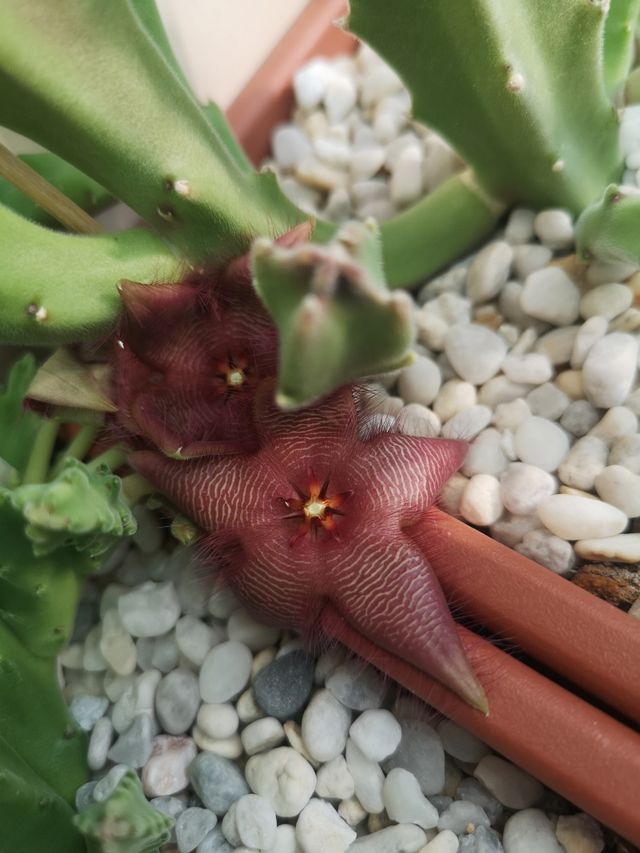 Stapelia scitula x hirsuta