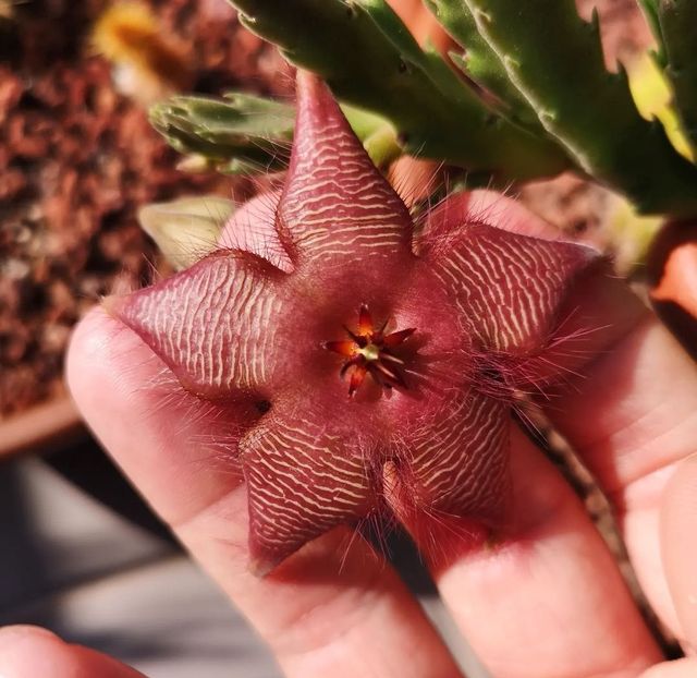Stapelia scitula x hirsuta
