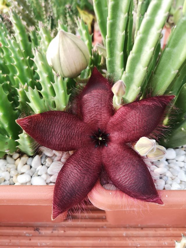 Stapelia asterias lucida