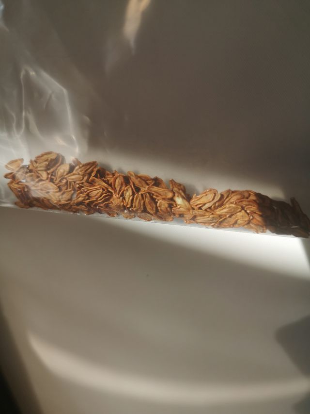 Stapelia asterias lucida