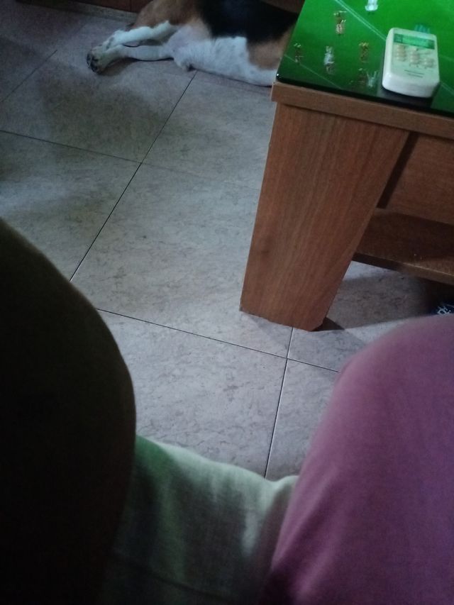 Polo de caballero nuevo