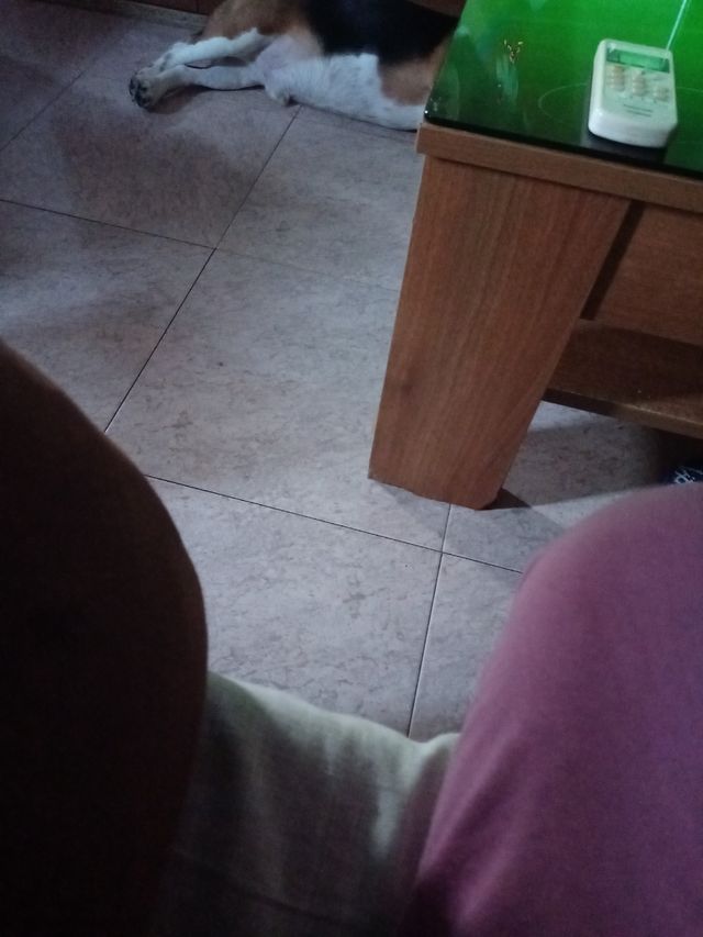 Polo de caballero nuevo