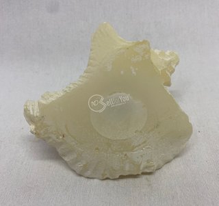 Candela conchiglia bianca profumata 10x9x7 cm
