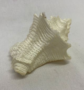 Candela conchiglia bianca profumata 10x9x7 cm