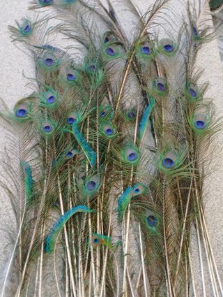 Decoración plumas pavo real