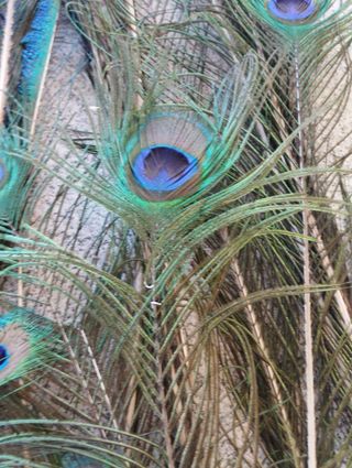 Decoración plumas pavo real