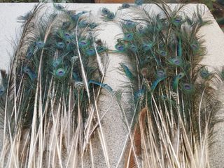 Decoración plumas pavo real