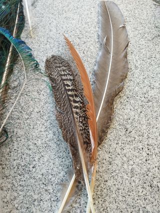 Decoración plumas pavo real