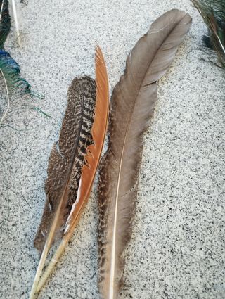 Decoración plumas pavo real