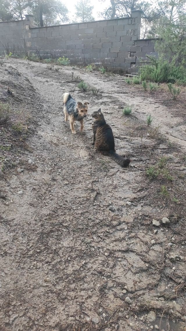 Residencia canina y peluquería