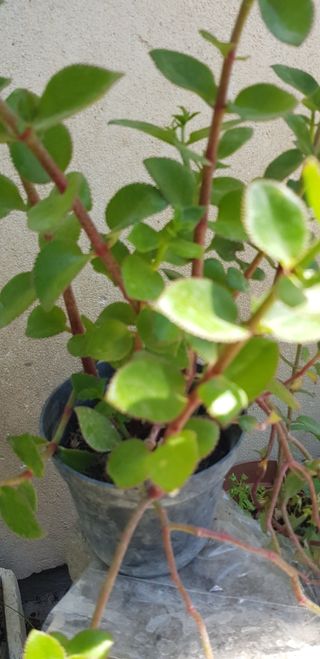 piantine grasse che riempiono aiuole e vasi