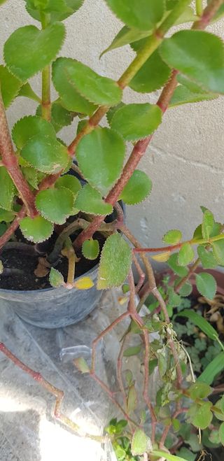 piantine grasse che riempiono aiuole e vasi