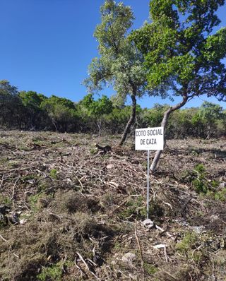 Desbroces mecanizados, triturados.