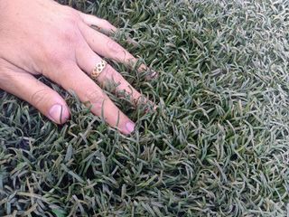 Césped artificial reciclado 🌿🌿🌿