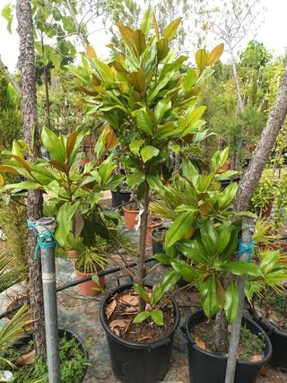 Árboles de Magnolio en maceta
