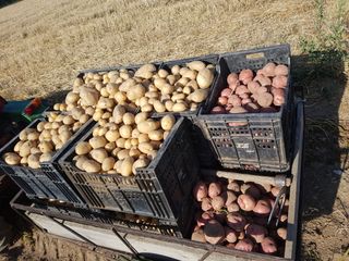 Treballs agricolas a patita escala!!