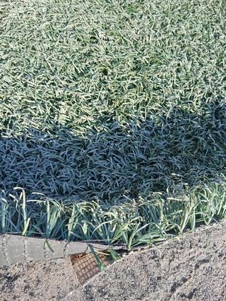 Cesped artificial 🌱🌱🌱