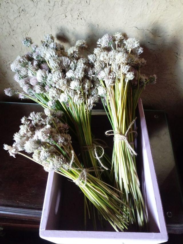 Flores con semillas de cebolino organico