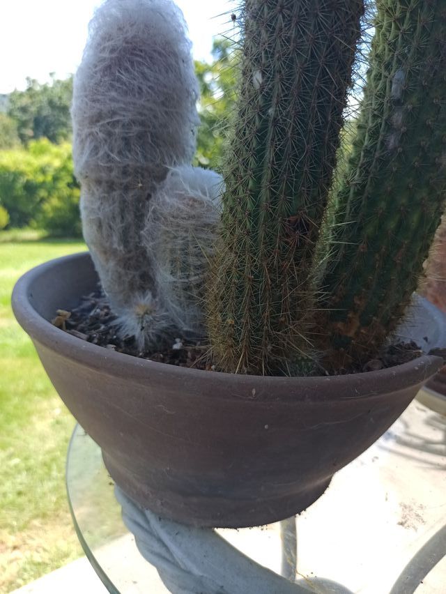Lote de cactus de gran tamaño