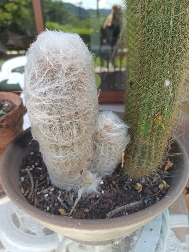 Lote de cactus de gran tamaño