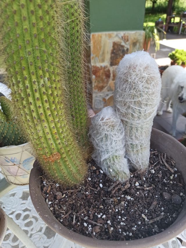 Lote de cactus de gran tamaño