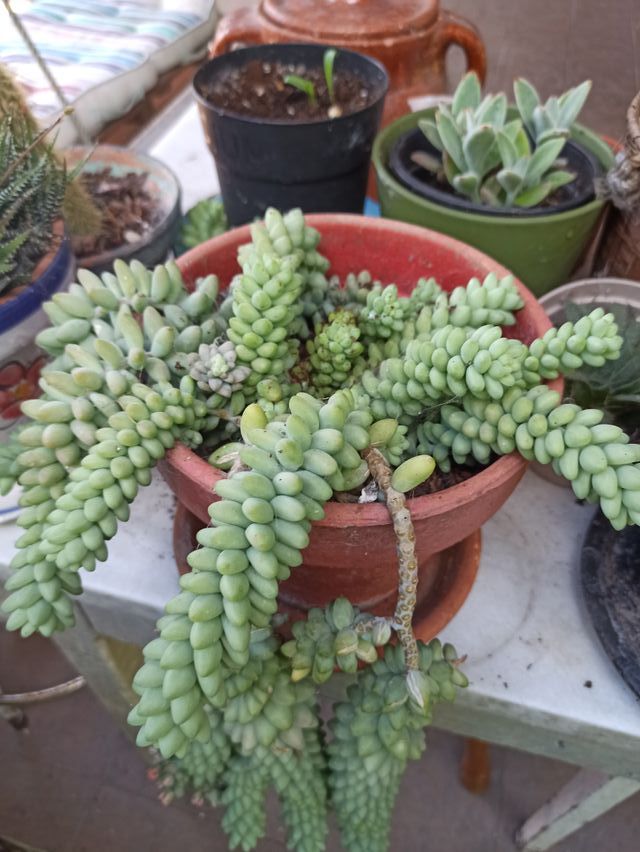 Sedum burrito en maceta antigua.