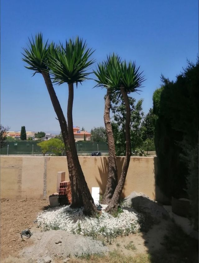 Vendo Yucas de unos 3 metros