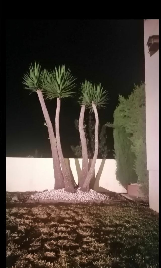 Vendo Yucas de unos 3 metros