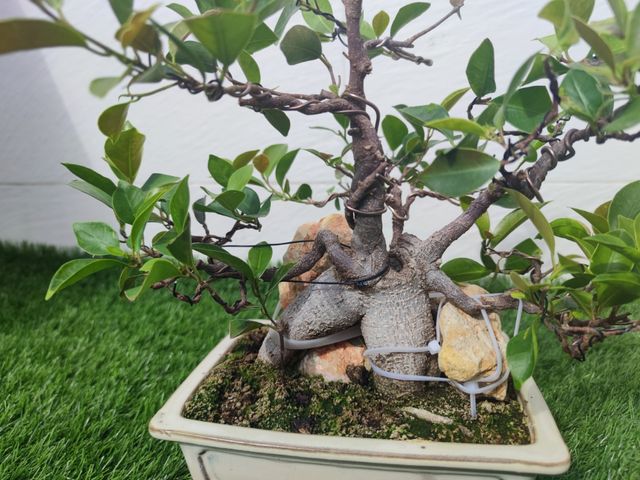 Bonsai Ficus en piedra.
