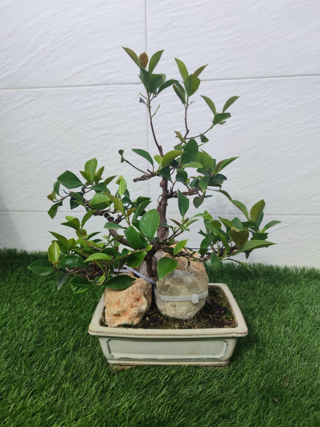 Bonsai Ficus en piedra.