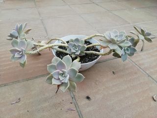 Planta