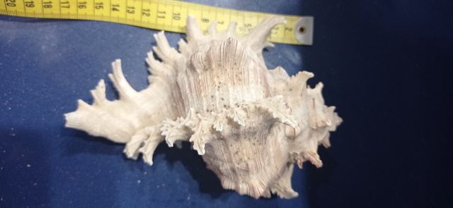 Conchas marinas y erizo de mar