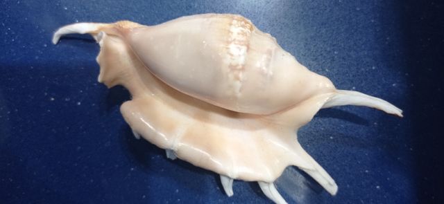 Conchas marinas y erizo de mar